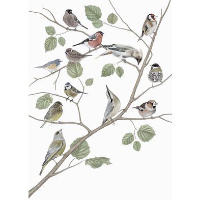 Affisch Birds