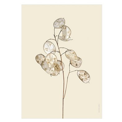 Liljebergs Print Silverpenningar