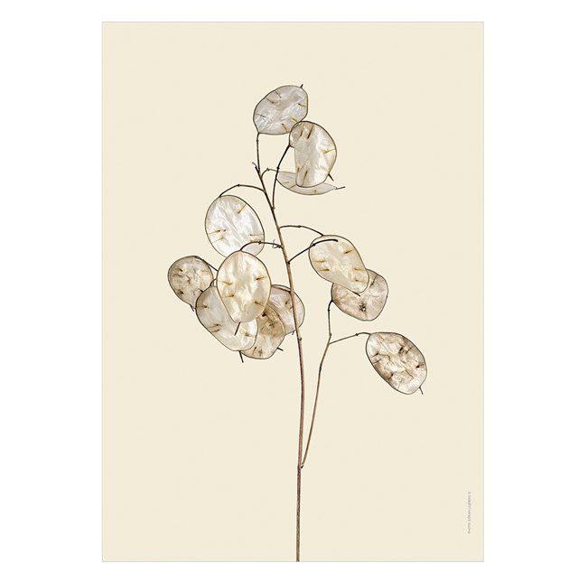 Liljebergs Print Silverpenningar