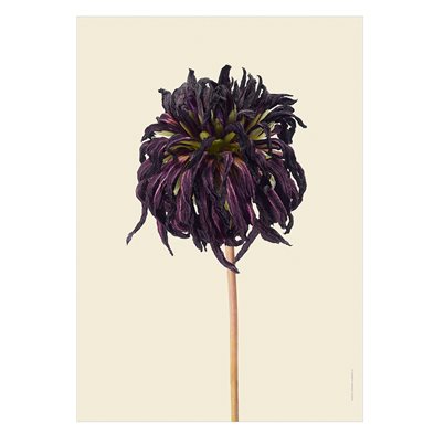 Liljebergs Print Dahlia, Torkad