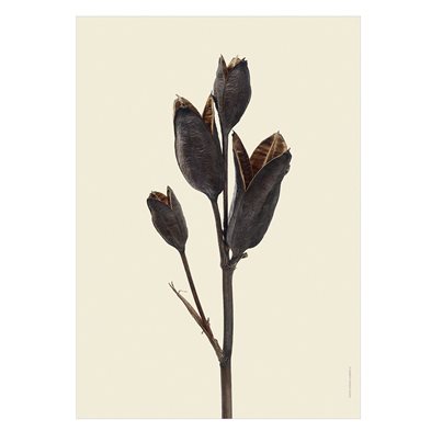 Liljebergs Print Iris