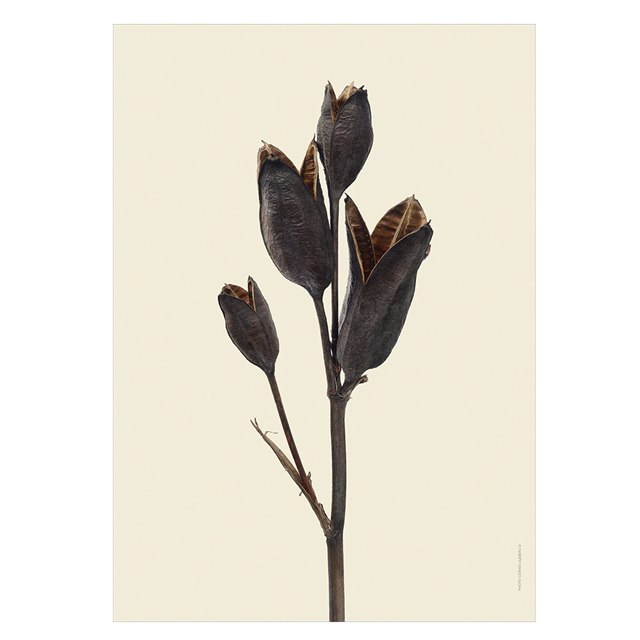 Liljebergs Print Iris