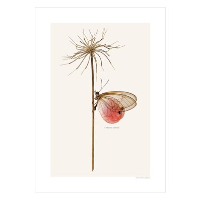 Liljebergs Print Cithaerias Aurorina
