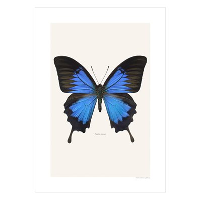 Liljebergs Print Papilio Ulysses