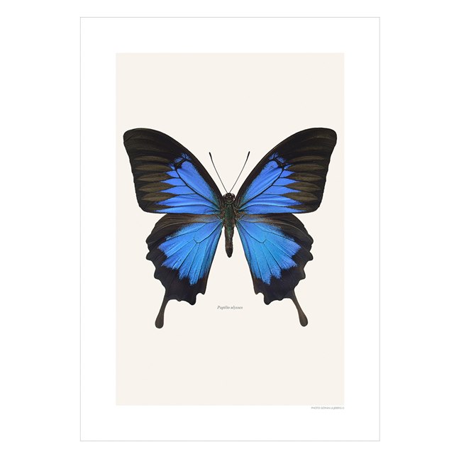 Liljebergs Print Papilio Ulysses