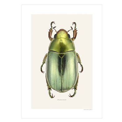 Liljebergs Print Chrysina Strasseni