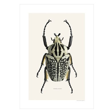 Liljebergs Print Goliathus Orientalis