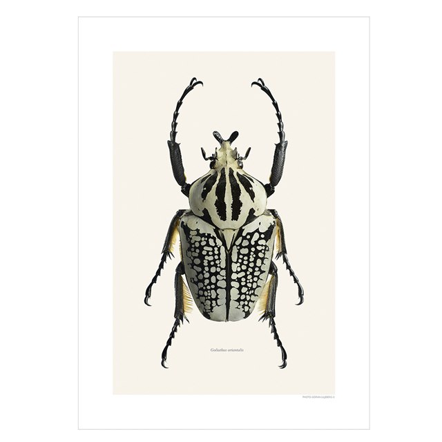 Liljebergs Print Goliathus Orientalis