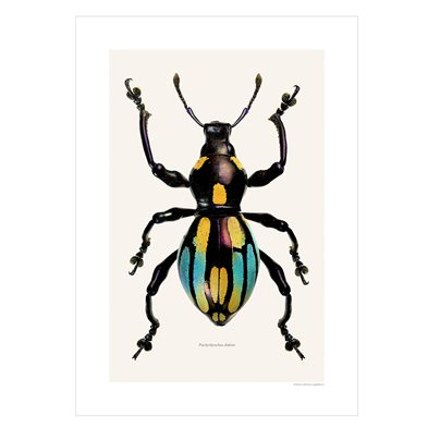Liljebergs Print Pachyrhynchus Dohrni
