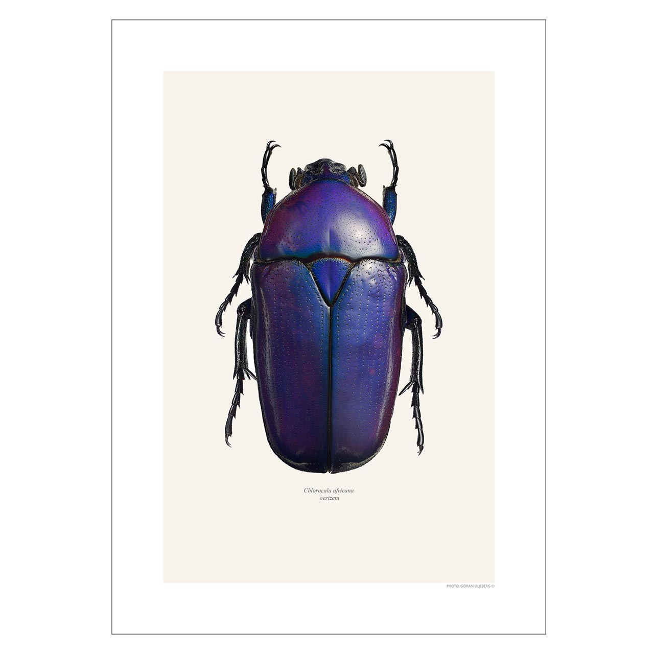 Liljebergs Print Chlorocala Africana Oertzeni
