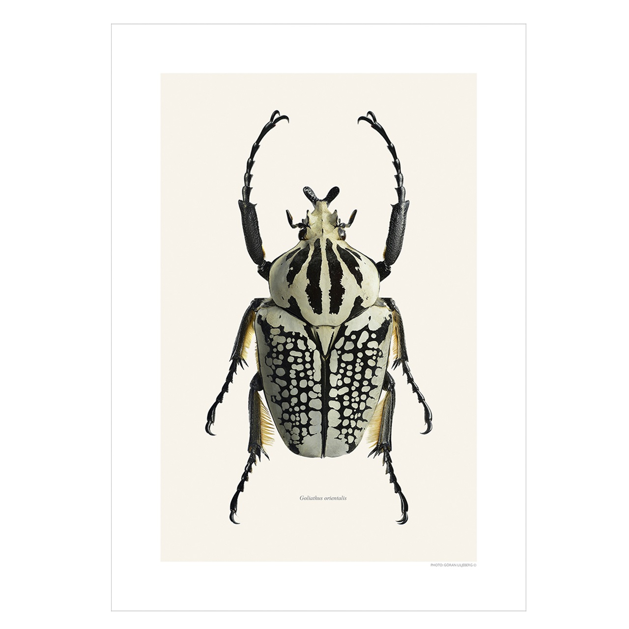 Liljebergs Print Goliathus Orientalis