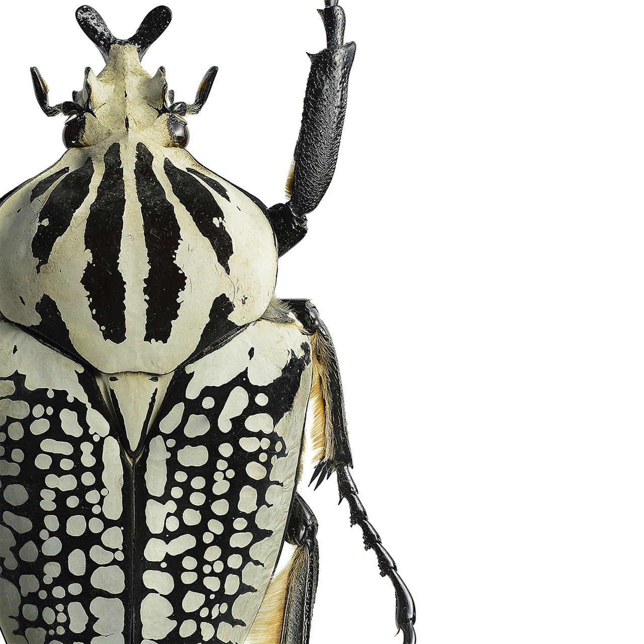 Iris Hantverk - Liljebergs Print Goliathus Orientalis