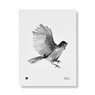 Poster Siberian Jay