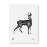Poster Roe Deer