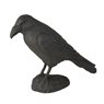 Raven