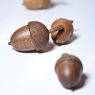 Acorn