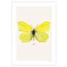 Liljebergs Print Brimstone Butterfly