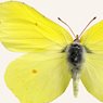 Liljebergs Print Brimstone Butterfly