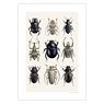 Liljebergs Picture Beetle Collage
