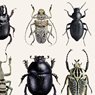 Liljebergs Picture Beetle Collage