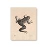 Plywood Poster Frog