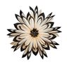 Star Freja 50 Black