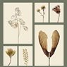 Liljebergs Print Honesty flower