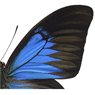 Liljebergs Print Papilio Ulysses