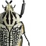 Liljebergs Print Goliathus Orientalis