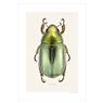 Liljebergs Print Chrysina Strasseni