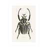 Liljebergs Print Goliathus Orientalis