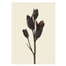Liljebergs Print Iris