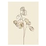 Liljebergs Print Honesty flower