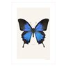 Liljebergs Print Papilio Ulysses
