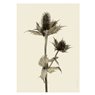 Liljebergs Print Silver Ghost