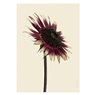 Liljebergs Print Sunflower side