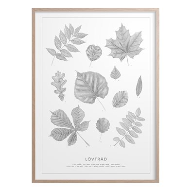 Poster Svenska Lövträd