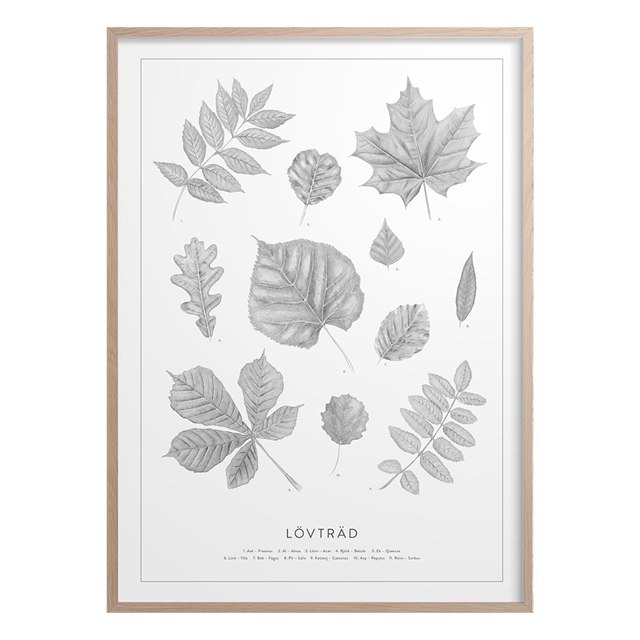 Poster Svenska Lövträd