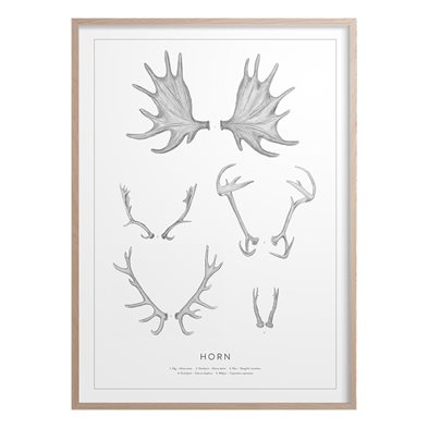 Poster Svenska Horn