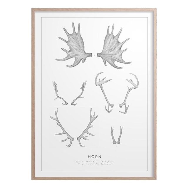 Poster Svenska Horn