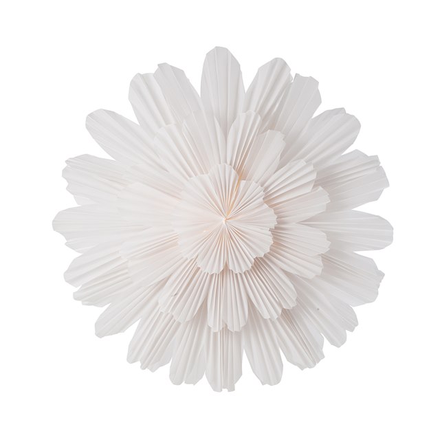 Star Snöblomma