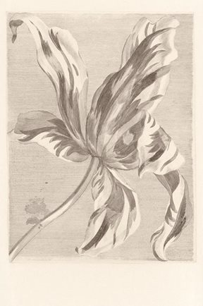 Intrade Tulip Teyler sepia