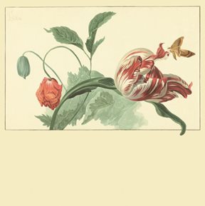 Intrade Tulip and Poppy cream