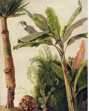 Au fil des Couleurs Banana tree