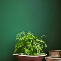 Little Greene Dark Brunswick Green 88