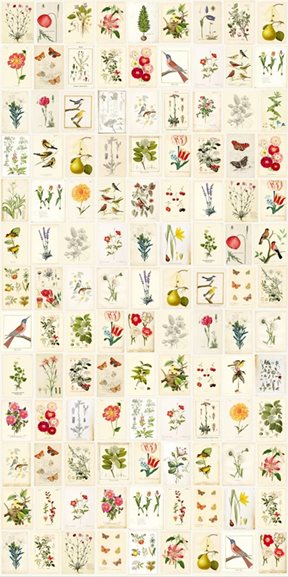 Pip Botanical Paper Bildtapet