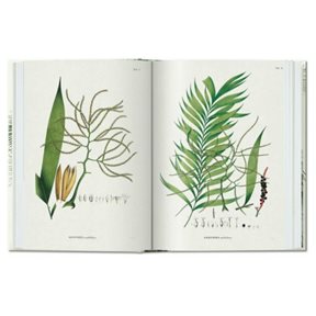 Övriga Designers The Book of Palms - 40 Series Böcker