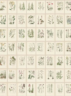 Sandberg Botanica, Oat Tapet