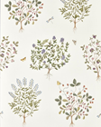 Sanderson Thyme Walk Tapet