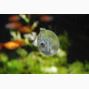 Suction Cup 336,10-pack